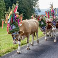 12.09.2025 – Almabtrieb Oberstaufen